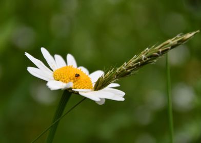 A daisy