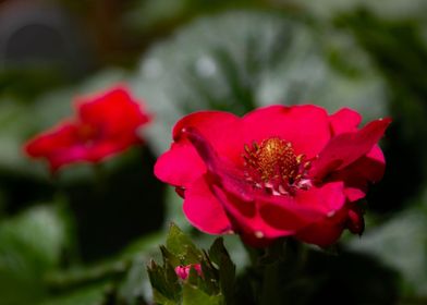 Strawberry Flower