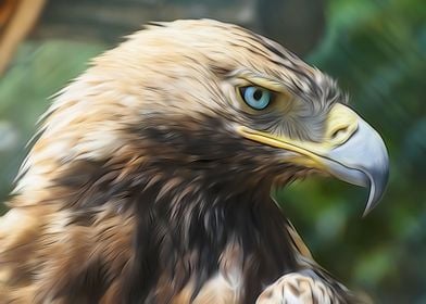 Golden Eagle