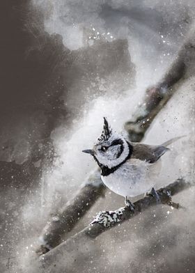 Crested tit
