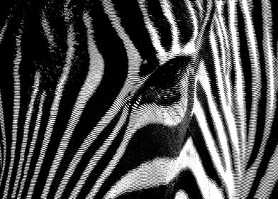 zebra facial lines