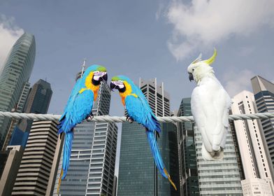 cockatoo macaw skyline