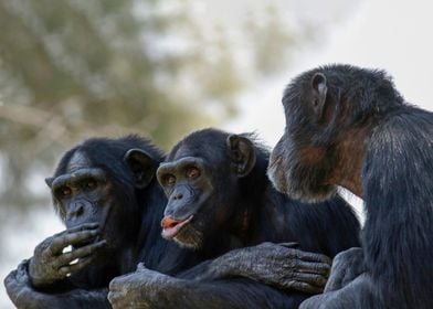 Three Chimpanzees socializ