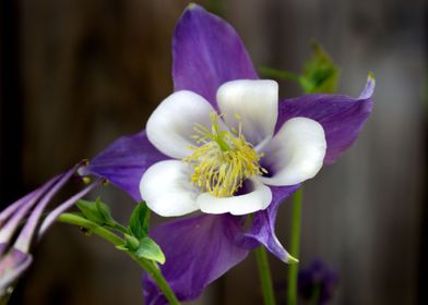 Columbine Flower