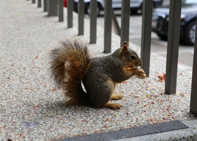 Feeding Squirrel