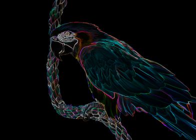 Midnight Macaw