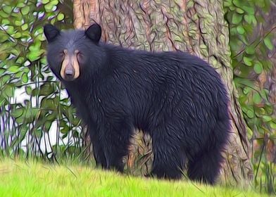 Black Bear