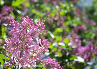 Lilac Buds