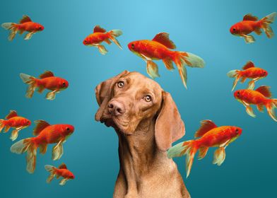 Weimaraner Dog Goldfishes