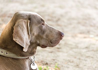  adorable Weimaraner