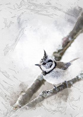 Crested tit
