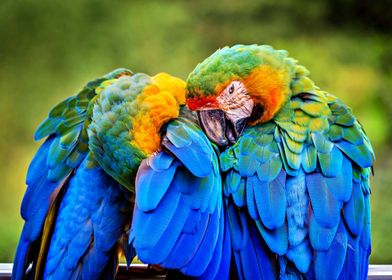 Beautiful Parrots