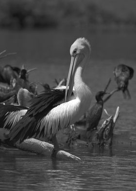 Pelican black and white