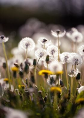 Dandelion on a spring day