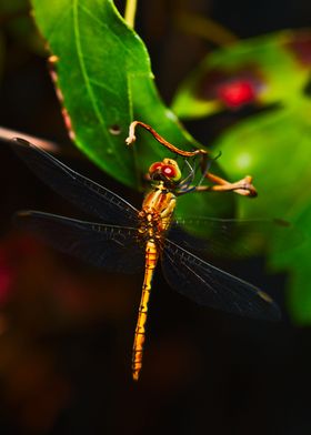 Dragonfly at night