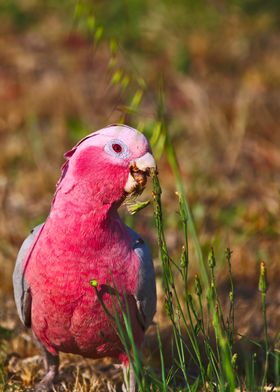 A pink and grey galah