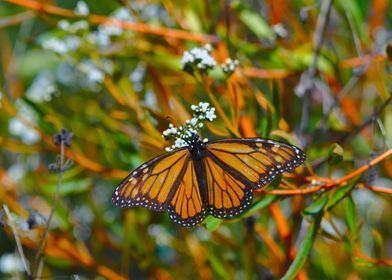 Monarch butterfly