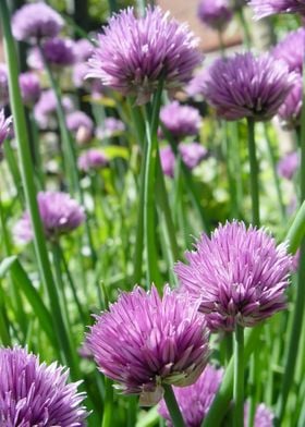 Chives I