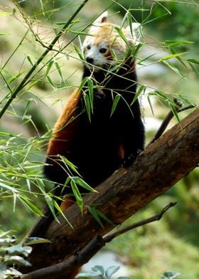 Red Panda