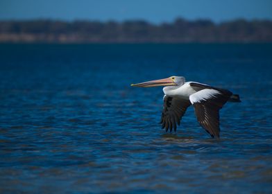 A pelican flying