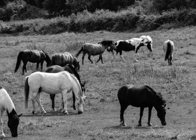 Horses in the meadows