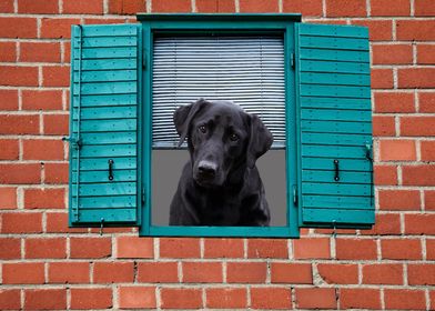 Labrador dog Window wall