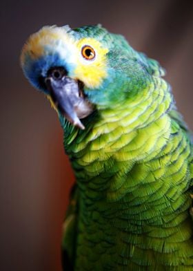 Beautiful Parrot