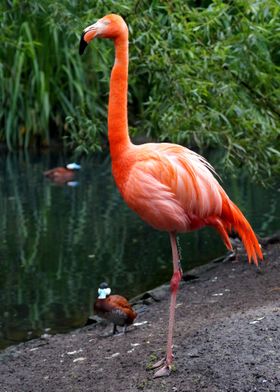 Pink Flamingo