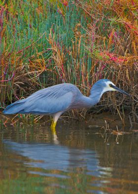 A white face heron