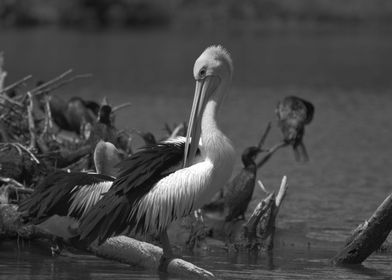 A pelican black and white