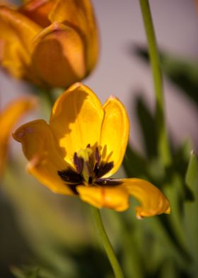 Lilies on a spring day