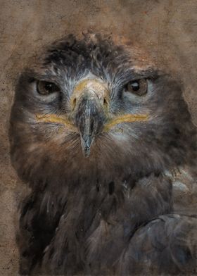 Lesser spotted eagle