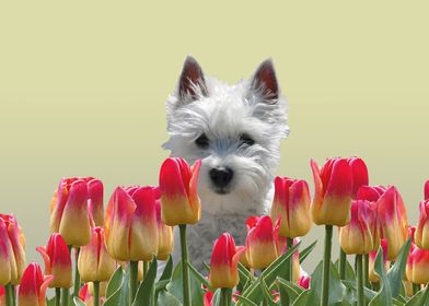 Fox Terrier tulips flower