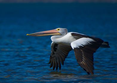 A pelican flying