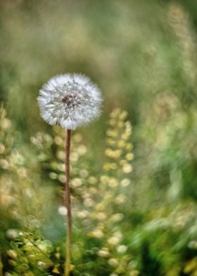 Dandelion