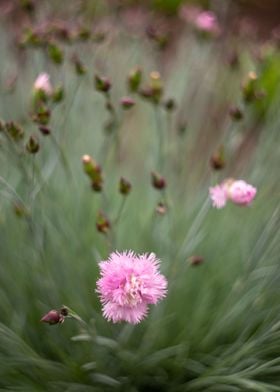 May flowers