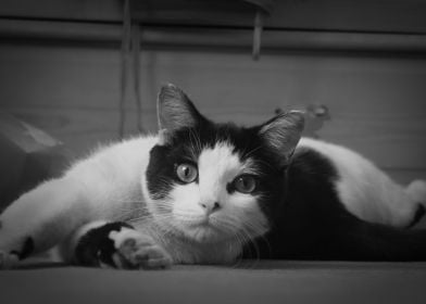 Black and White Cat