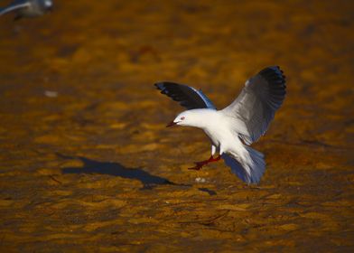 A seagull landing