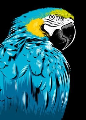 Blue macaw