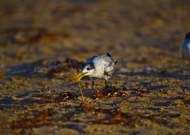 A tern with a tumbleweed