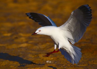 A seagull landing