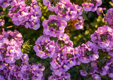 Garden Flowers Verbena