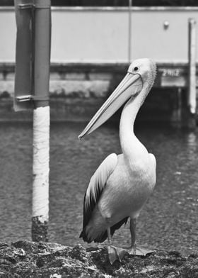 A pelican in black n white