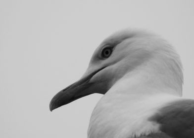 Gulls Head