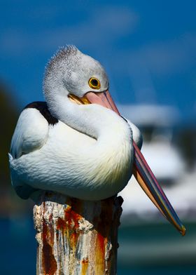 A pelican on a pylon