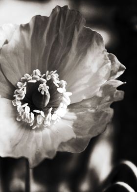 Black and White Poppy