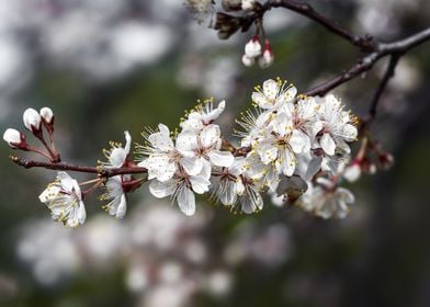 Cherry tree branch with bl