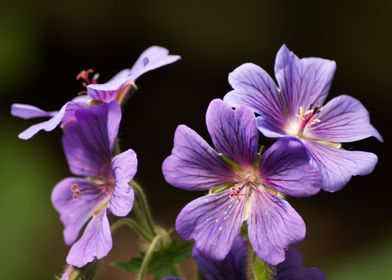 Purple Geranium Flowers