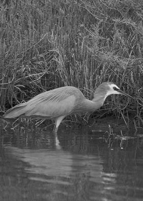 A heron black and white