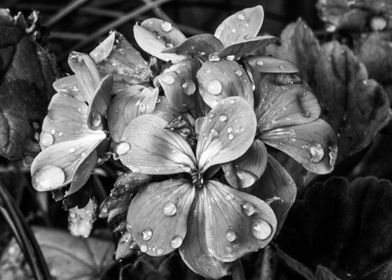 Geraniums with Raindrops